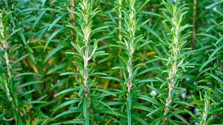Grüner Rosmarin (Rosmarinus officinalis) – mediterrane Heilpflanze für Gedächtnis, Wundheilung und Verdauung