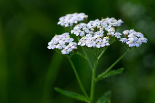 Die Gemeine Schafgarbe (Achillea millefolium) mit ihren charakteristischen weissen Doldenblüten – zur Arzneipflanze des Jahres 2025 gekürt und in aktueller Forschung gegen Fettleber und Malariaerreger untersucht