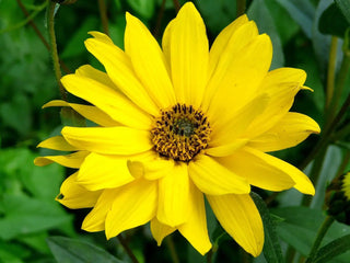 Leuchtend gelbe Blüten der Arnika (Arnica montana) auf einer alpinen Bergwiese