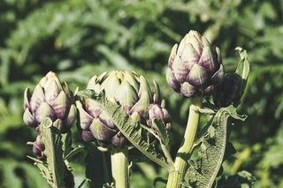 Frische Artischocken (Cynara cardunculus var. scolymus) mit sichtbaren Blattschichten – Quelle des Bitterstoffs Cynarin, traditionell zur Unterstützung von Leber und Gallenfluss verwendet.
