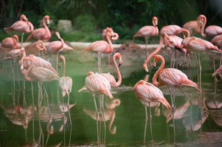 Gruppe rosa Flamingos im Wasser – ihre Farbe stammt aus Astaxanthin, dem Carotinoid aus Haematococcus pluvialis