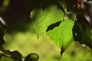 Birkenblätter der Hängebirke (Betula pendula) – traditionelle Pflanze für die Harnwege
