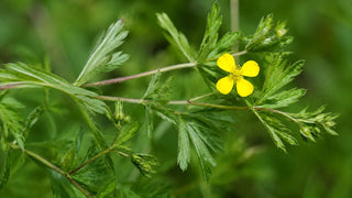 Blühende Blutwurz (Potentilla erecta) mit charakteristischer vierzähliger gelber Blüte und gefiederten Blättern in einer Wiese