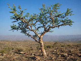 Boswellia serrata Baum in trockener Berglandschaft – natürlicher Ursprung des Weihrauchharzes