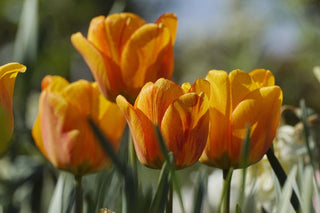 Blühende orange Tulpen im Frühlingslicht – Symbol für Vitalität und Neubeginn im Frühjahr