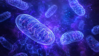 Schematische Darstellung eines Mitochondriums mit der Atmungskette und Coenzym Q10