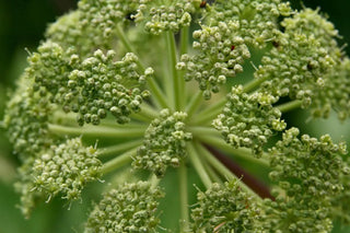Blüte der Engelwurz 