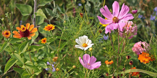 Bunte Wildblumen mit essbaren Blüten wie Cosmos bipinnatus und Zinnia elegans in einer naturnahen Sommerwiese.