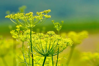 Frischer Fenchel mit Fenchelgrün für Verdauung und die kalte Jahreszeit