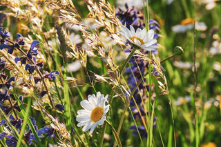 Frische April-Wildkräuter – Gänseblümchen, Vogelmiere, Taubnessel und Veilchen