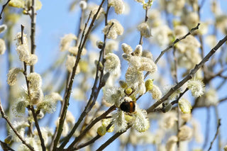 Botanische Darstellung von Weidenrinde, Fingerhut und Steviablatt als Beispiele glykosidhaltiger Pflanzen