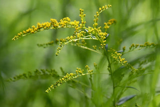 Blühende Goldrute (Solidago virgaurea) mit gelben Blütenrispen – traditionelle europäische Harnwegspflanze