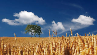 Sonnengereiftes Getreidefeld unter blauem Sommerhimmel – Symbol für Hitze und heisse Sommertage