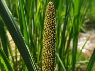 Kalmus (Acorus calamus) mit schwertförmigen Blättern und Blütenkolben am Ufer eines Gewässers