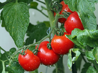 Tomatenstrauch mit frischen, roten Tomaten