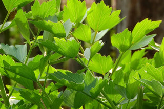 Nahaufnahme der gefiederten, glänzend grünen Blätter der Liebstöckelpflanze (Levisticum officinale) im Sonnenlicht