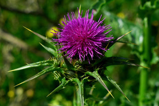 Mariendistel (Silybum marianum) mit purpurroter Blüte