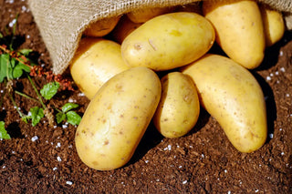 Kartoffeln als Beispiel nährstoffdichter Alltagslebensmittel