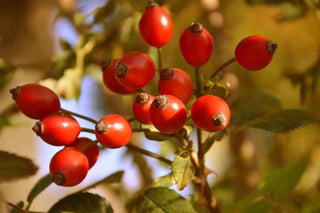 Reife rote Hagebutten der Hundsrose (Rosa canina) am Strauch im Herbstlicht