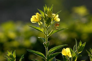 Nachtkerze Oenothera biennis mit gelben Blüten am Wegesrand in der Abenddämmerung