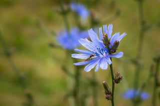 Blühende Wegwarte (Cichorium intybus) mit blauen Blüten am Wegesrand