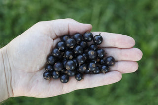 Polyphenole als Zell-Signalstoffe – weit mehr als nur Antioxidantien