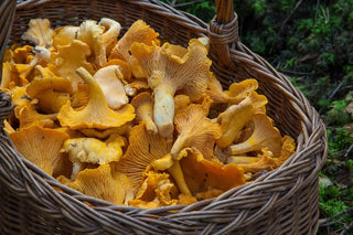 Frisch gesammelte Pilze in einem Korb