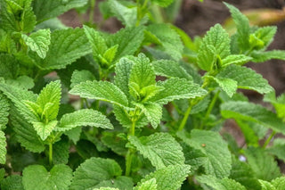 Frische grüne Blätter der Zitronenmelisse (Melissa officinalis) – Heilpflanze für Nerven, Schlaf und gegen Herpes