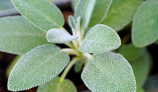 Frischer Salbei (Salvia officinalis) – Heilpflanze mit nachgewiesener Wirkung auf Stoffwechsel und Fruchtbarkeit bei PCOS