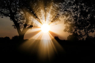 sonnenstrahlen die durch bäume brechen
