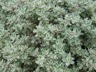 Frischer Thymian (Thymus vulgaris) – Heilpflanze mit antibakterieller Wirkung gegen Helicobacter pylori und multiresistente Keime