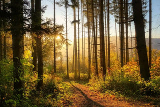 Sonnendurchfluteter Nadelwald mit Waldweg im Herbst – Szenerie für Waldbaden