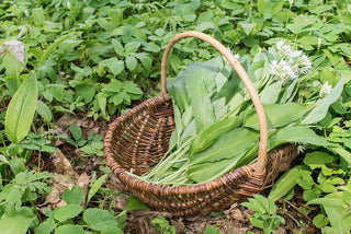Korb mit frisch gesammeltem Bärlauch im Wald zwischen wilden Frühlingskräutern im März