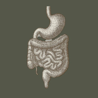 Darstellung von Magen und Darm – Symbol für Verdauung, Darmflora, Darmgesundheit und Nahrungsergänzung.