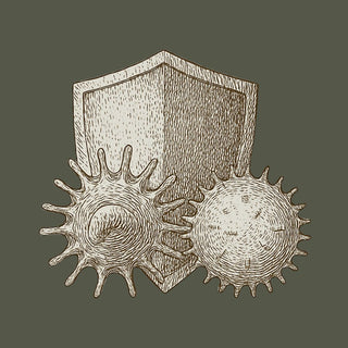 Darstellung von Immunzellen und Schutzschild – Symbol fuer Immunsystem, Immunabwehr, Entzuendungsregulation und Nahrungsergaenzung.