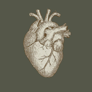 Darstellung eines menschlichen Herzens – Symbol für Herz, Gefässe, Blutfluss, Herz-Kreislauf-Gesundheit und Nahrungsergänzung.