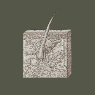 Darstellung eines Hautquerschnitts – Symbol für Haut, Augen, Zellschutz, antioxidativen Schutz und Nahrungsergänzung.