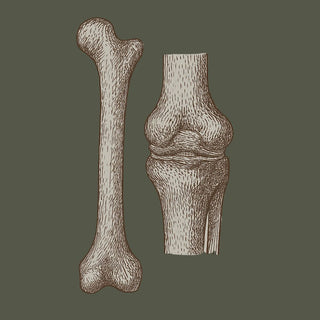 Darstellung von Knochen und Gelenk – Symbol für Gelenkgesundheit, Knochenstabilität, Bindegewebe und Nahrungsergänzung.