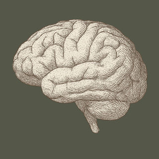 Anatomische Illustration eines menschlichen Gehirns als Symbol für Gehirn, Nervenfunktion, mentale Leistungsfähigkeit und kognitive Unterstützung.