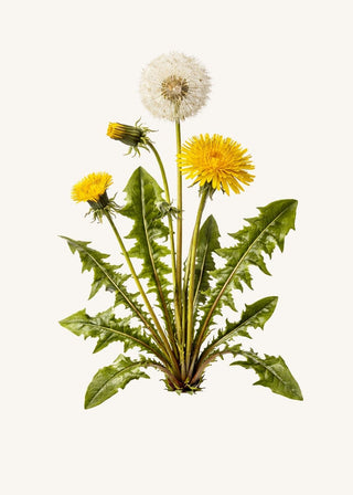 Löwenzahn (Taraxacum officinale) – blühende Pflanze mit gelber Blüte und gezackten Blättern auf neutralem Hintergrund