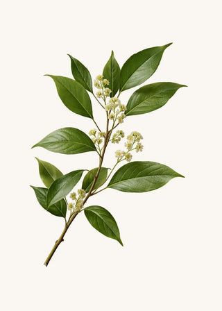 Echter Lorbeer (Laurus nobilis) – grüner Zweig mit lanzettlichen Blättern einer mediterranen Gewürz- und Kräuterpflanze auf hellem Hintergrund