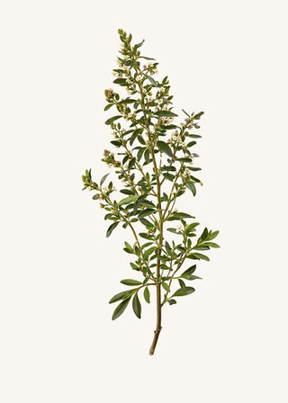 Thymian (Thymus vulgaris) – blühender Zweig mit kleinen Blättern und hellen Blüten auf hellem Hintergrund