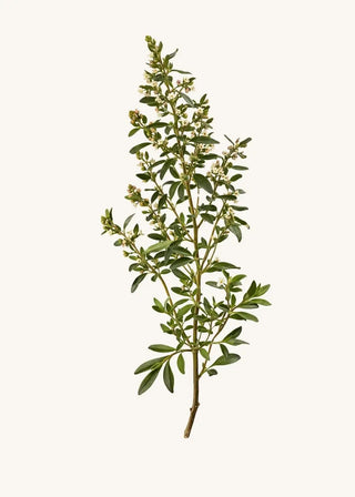 Thymian (Thymus vulgaris) – blühender Zweig mit kleinen Blättern und hellen Blüten auf hellem Hintergrund