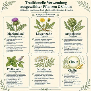 Traditionelle Verwendung der Inhaltsstoffe von Leber essentia
