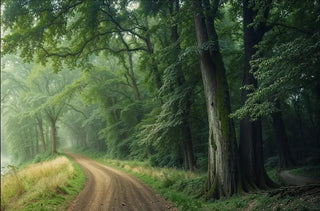 Waldweg in dichtem grünen Laubwald mit ruhiger Naturatmosphäre