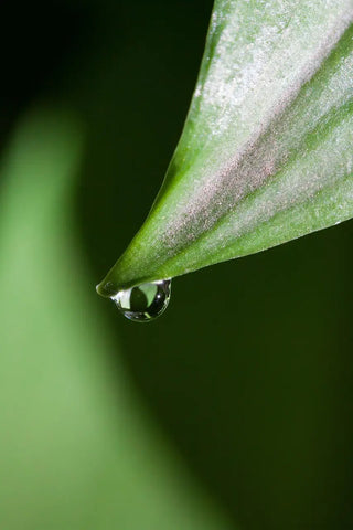 Nahaufnahme eines grünen Pflanzenblatts mit einem klaren Wassertropfen – Symbol für Fokus, Natur und bewusste Produktauswahl