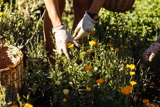 Handernte von Ringelblumen – Bio-Kräuter von Raselli im Valposchiavo