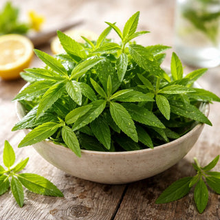 Frische Verveine auf Holzuntergrund